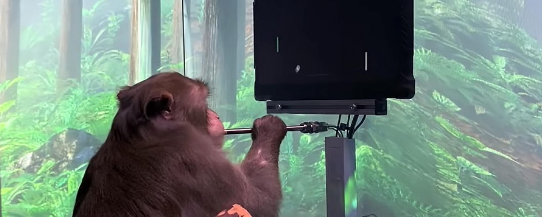 Neuralink ce la fa: ecco il macaco che gioca a Pong senza Joystick